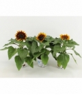 Helianthus
