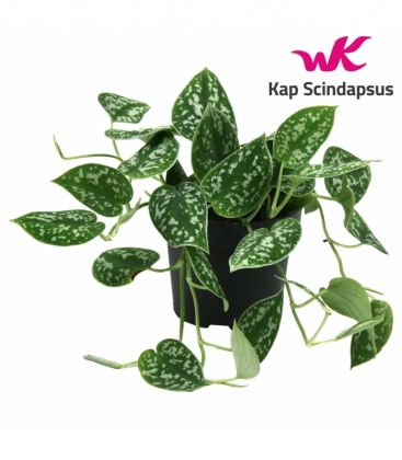 Scindapsus