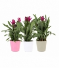 Curcuma