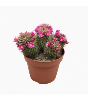 Mammillaria