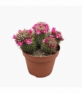 Mammillaria