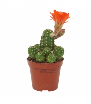 Chamaecereus