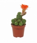 Chamaecereus