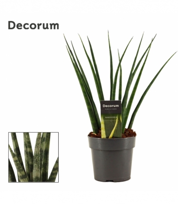 Sansevieria