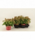 Kalanchoe
