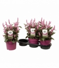 Celosia
