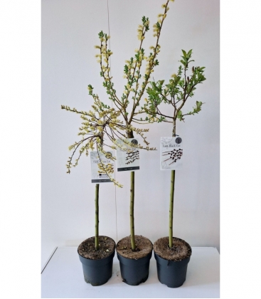 Salix