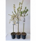 Salix