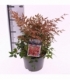 Nandina