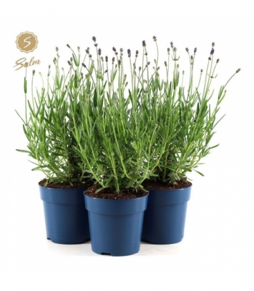 Lavandula