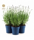 Lavandula
