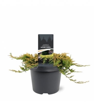 Juniperus
