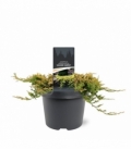 Juniperus