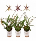 Oncidium