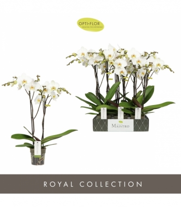 Phalaenopsis