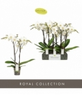 Phalaenopsis