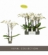 Phalaenopsis