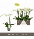 Phalaenopsis