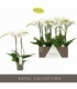 Phalaenopsis
