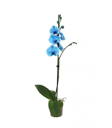 Phalaenopsis