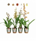 OrchideeÃ«n