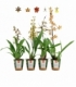 OrchideeÃ«n