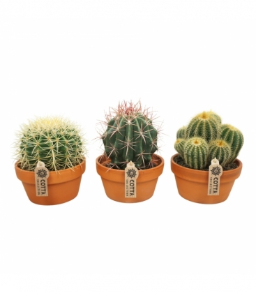 Cactus