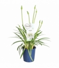 Agapanthus