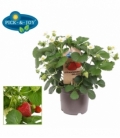 Fragaria