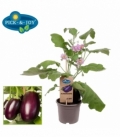 Aubergine