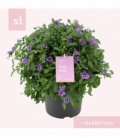 Solanum