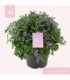 Solanum