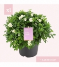 Solanum