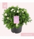 Solanum