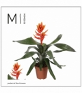 Aechmea