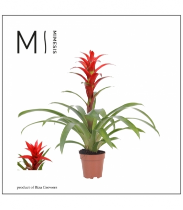 Guzmania