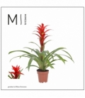 Guzmania