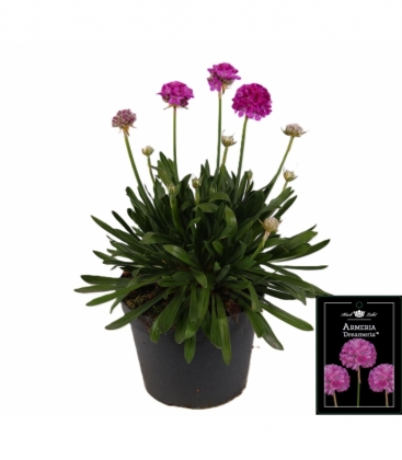 Armeria