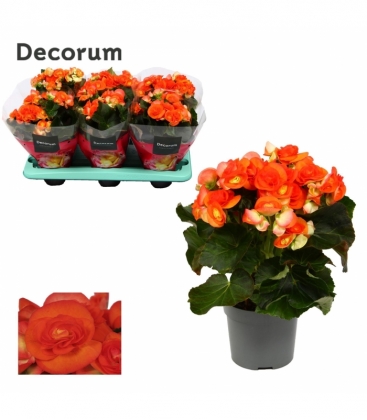Begonia