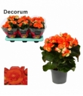 Begonia