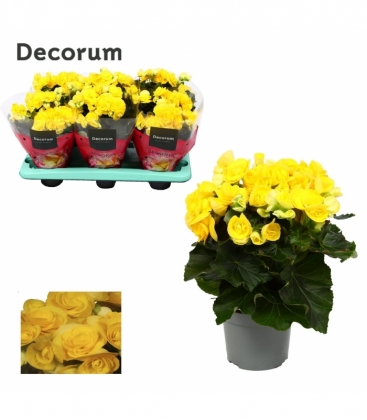 Begonia