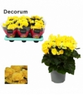 Begonia