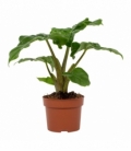 Alocasia