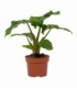 Alocasia