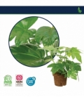 Fatsia