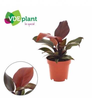 Philodendron
