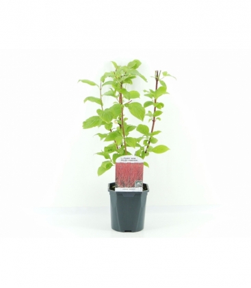 Cornus