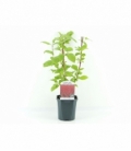Cornus
