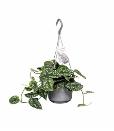 Scindapsus