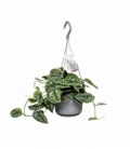 Scindapsus